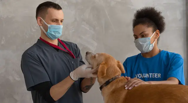 Some Tips On How To Ask A Vet To Euthanize: